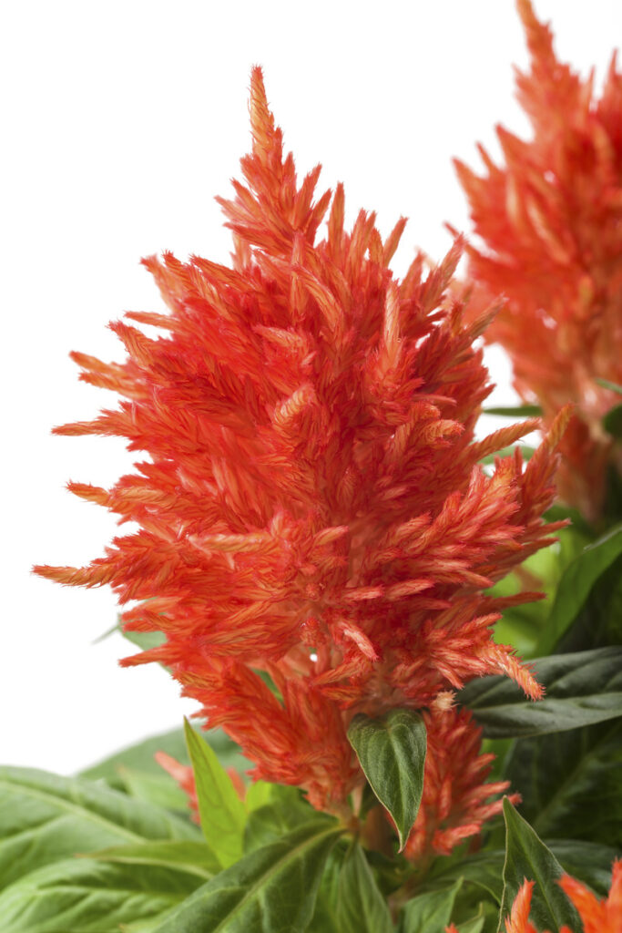 Kelos Fire Orange Célosie Celosia Celosia Boutures Zyromski