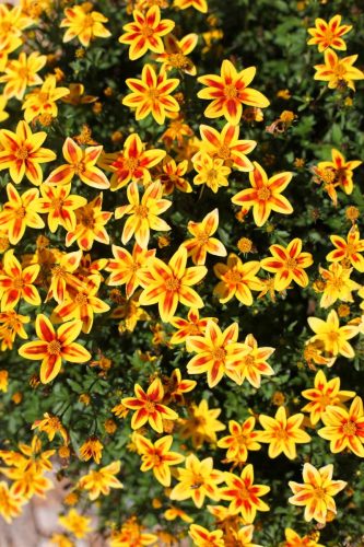 Bidens Blazing Star