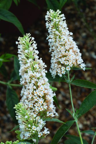 Buddleja-Buzz-Ivory-001