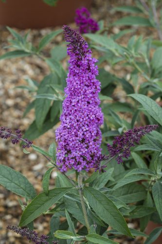 Buddleja-Buzz-Magenta-001