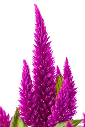 CelosieKelosFirePurple