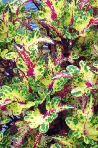 Coleus Tickle Pickle