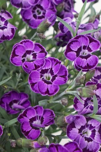 EverLast Violet Blue Dianthus
Selecta 2022
Bloom, Vegetative
Photo: Selecta EU 08.2020
02336_Diantcia_VioletBlue (1).jpg