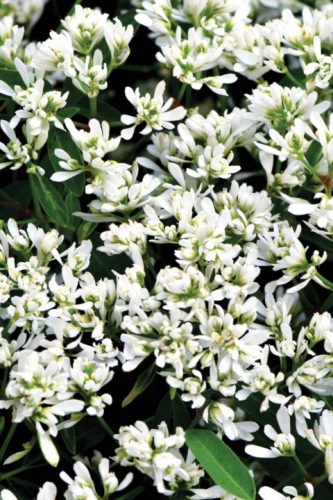 Euphorbia Starblast Snowdrift