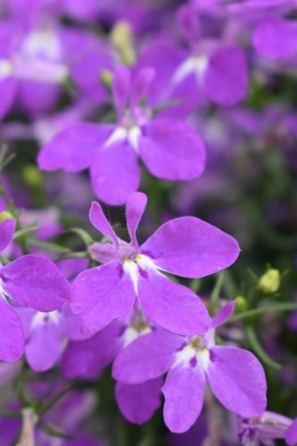 Lobelia HotPot Purple