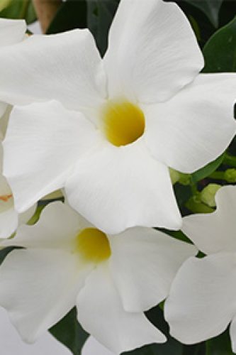 Mandevilla Summerstar White