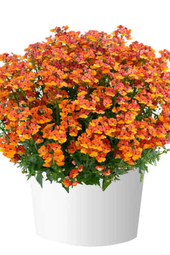 Nemesia Nesia Tangerine