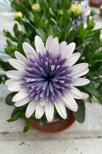 4D Blue Ice Osteospermum
Selecta 2025
Vegetative
Photo: Selecta One EU 08.2025
Osteospermum_3D_SteelBlue_05764 .JPG