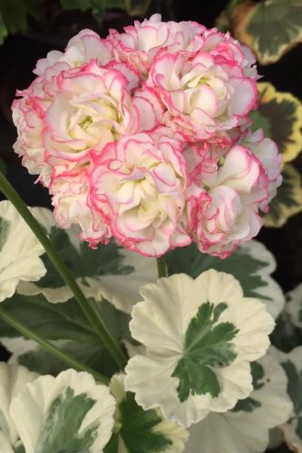 Pelargonium Appleblossom Variegated