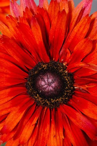 Rudbeckia Rising Sun Red