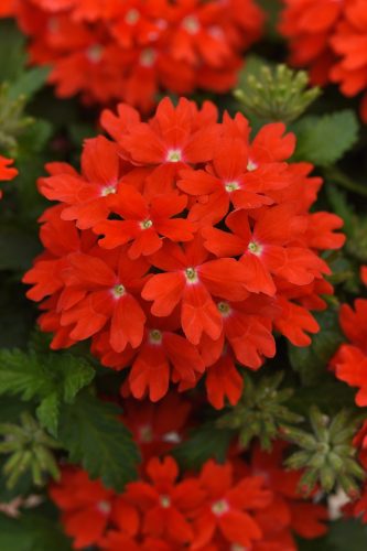 Lascar Orange Lava Verbena
Color Code: 1795c
Selecta 2023, #9039
Bloom, Vegetative
05.21.21 West Chicago, Mark Widhalm
Job: 2146450
VER-9039.JPG
VER21-28462_CC_orange.jpg