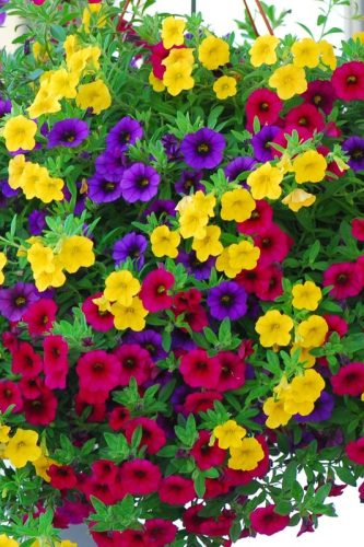 trixi_gold_and_bold_flower_combo_plant_1694_detail